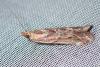 Ancylosis cinnamomella
